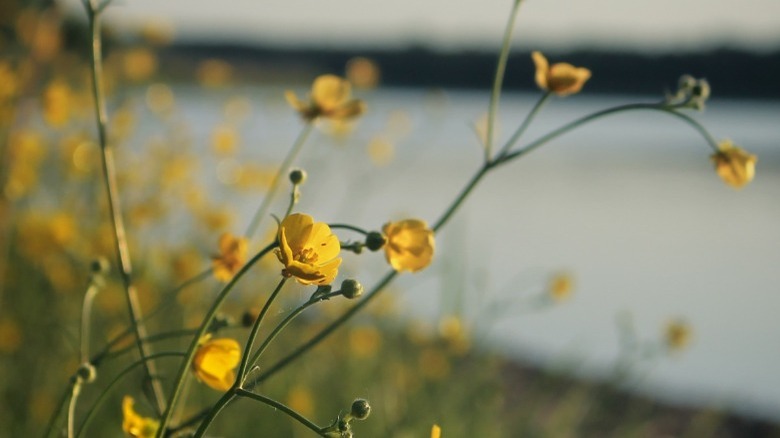 buttercup flowers lakeside