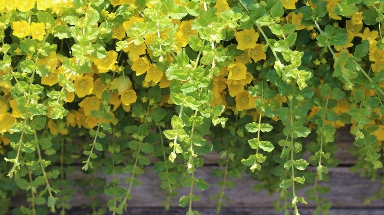 creeping jenny cascade down