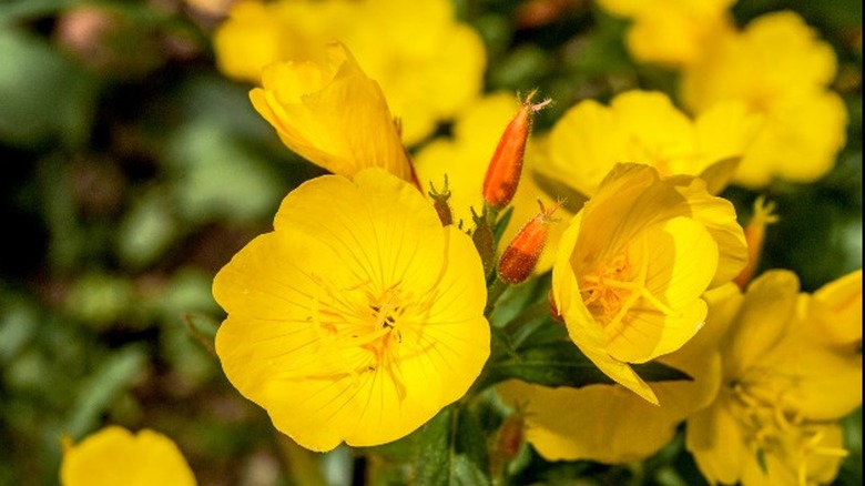 close up yellow evening primrose