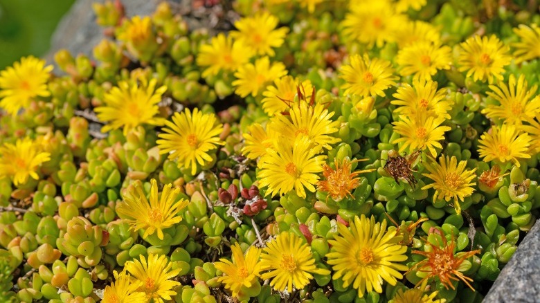 yellow ice plant succulent