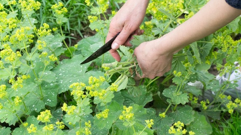 hand cutting lady's mantle plant