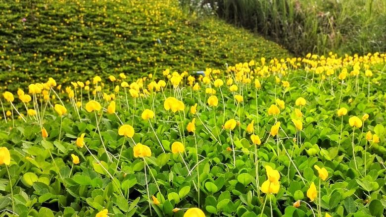 field yellow perennial peanuts