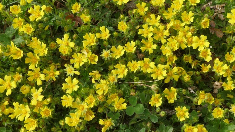 yellow spring cinquefoil from above