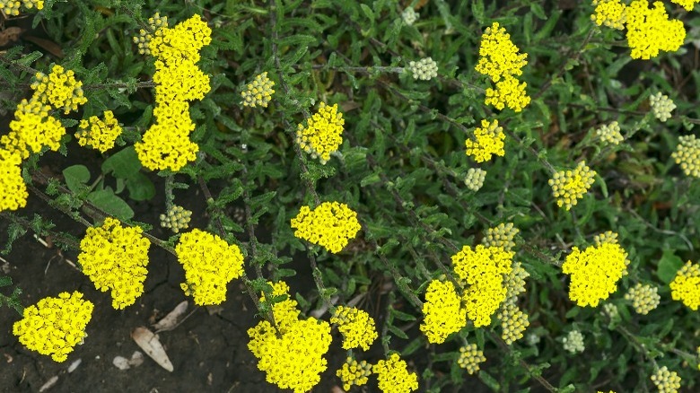 wooly yarrow from above