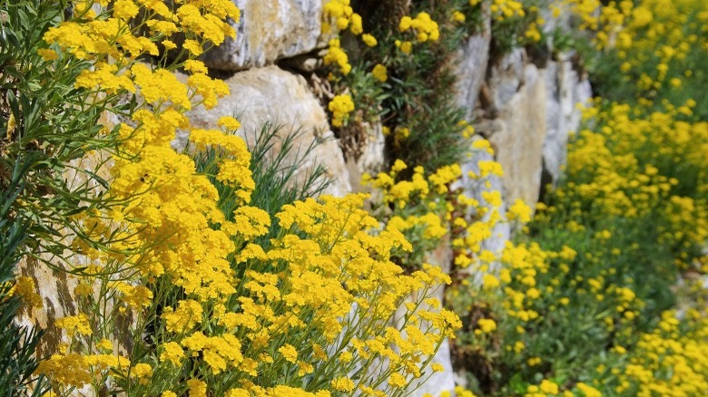 yellow alyssum rocky ledge