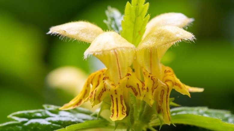 close up yellow archangel flowers