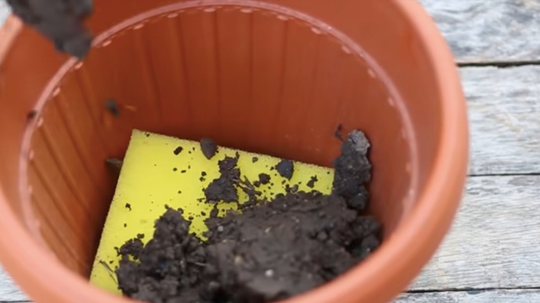 sponge inside flower pot
