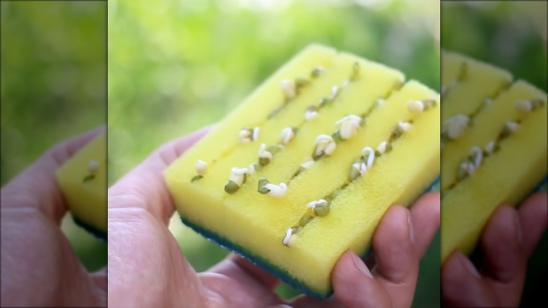 sprouted seeds in kitchen sponge