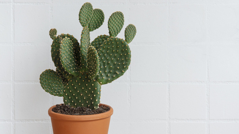 Cactus opuntia in pot