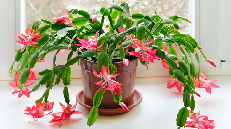 Christmas Cactus