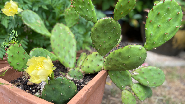 Eastern prickly pear cactus