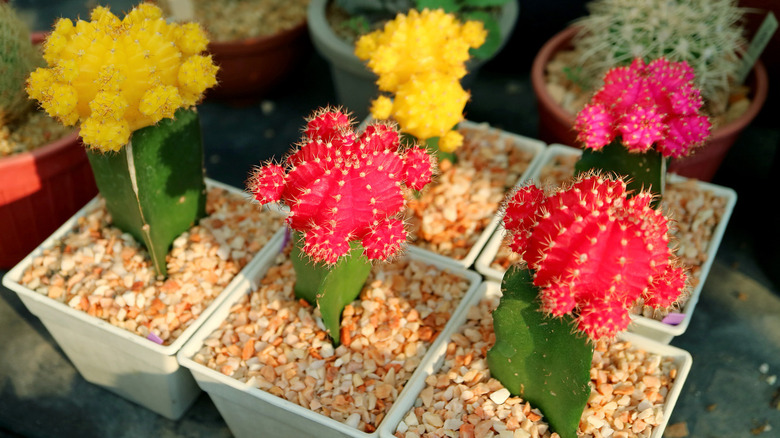 Moon Cactus Plants