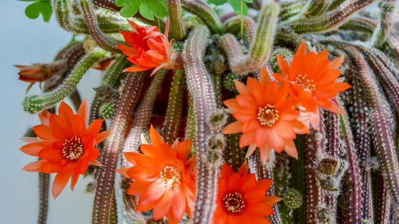 Rat tail cactus