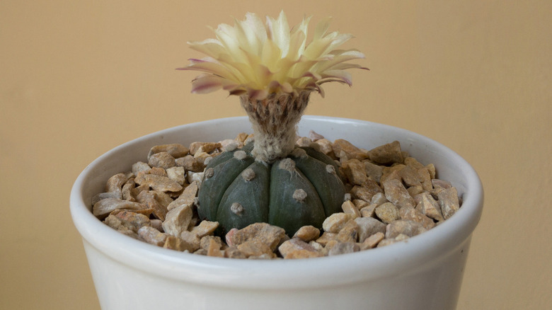 Astrophytum asterias cactus