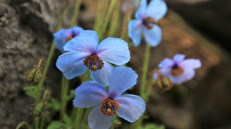 Himalayan blue poppy 