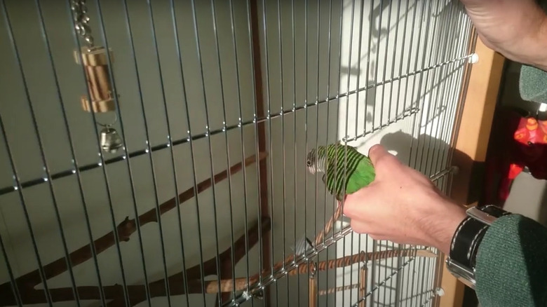 Armoire birdcage with bird accessories inside