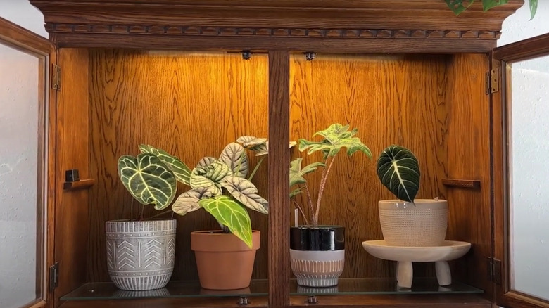 Different kinds of plants in a repurposed armoire