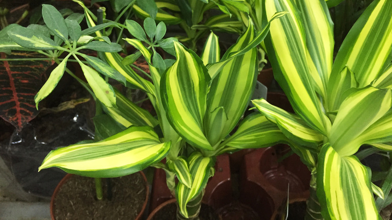 Dracaena fragrans leaves