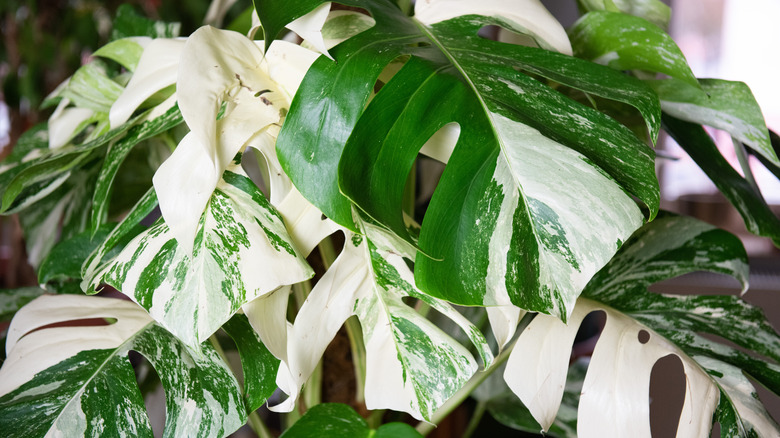 Monstera deliciosa variegated 