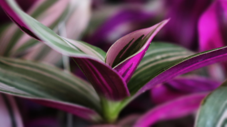 Tradescantia nanouk leaves