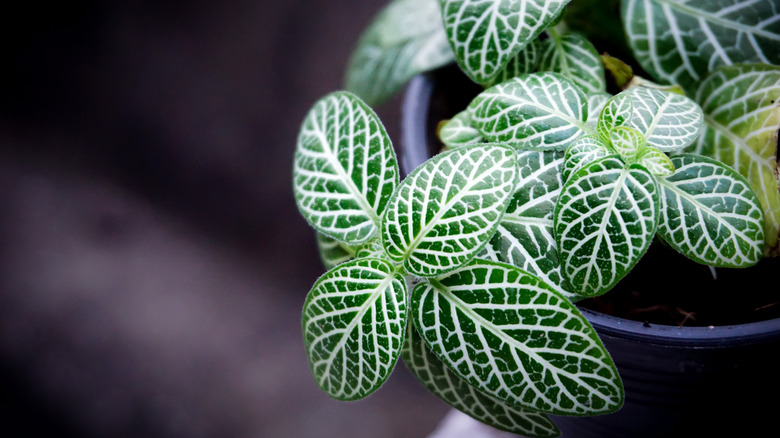 Fittonia albivenis leaves