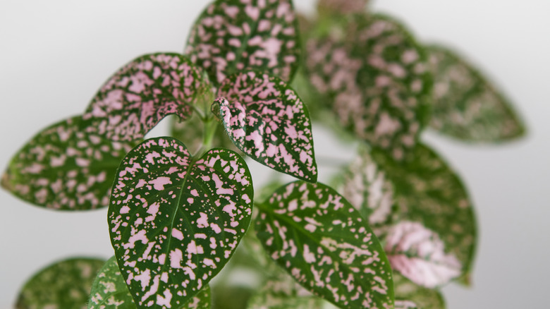 Hypoestes phyllostachya with pink variegation