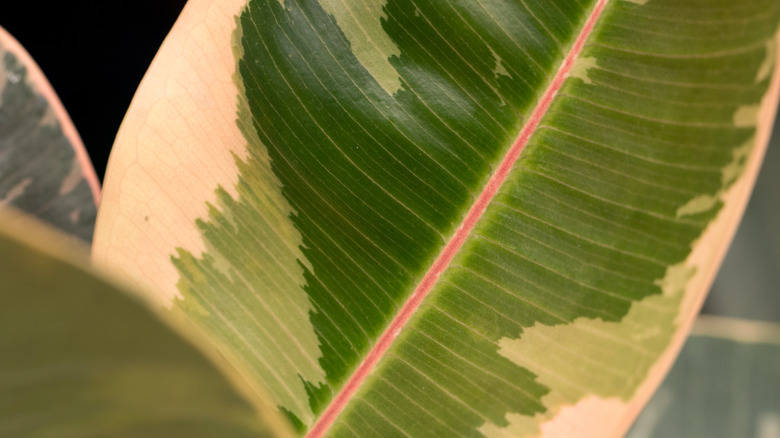 Ficus elastica "Doescheri"