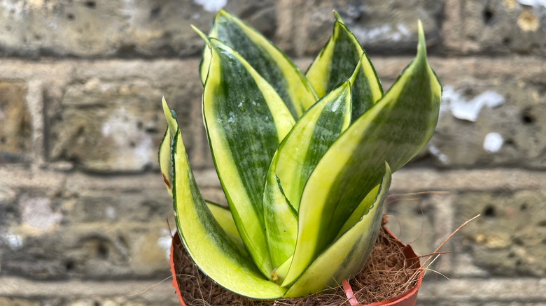 Sansevieria trifasciata "Golden Hahnii"