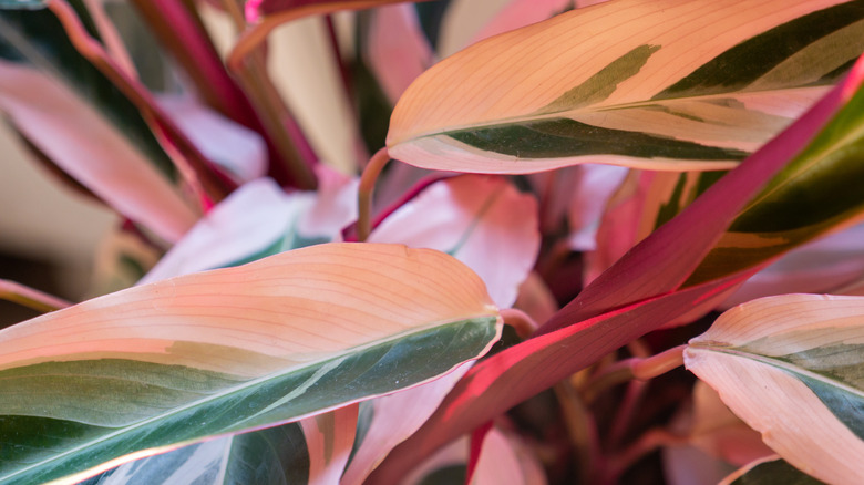 Stromanthe sanguinea 'triostar' leaves