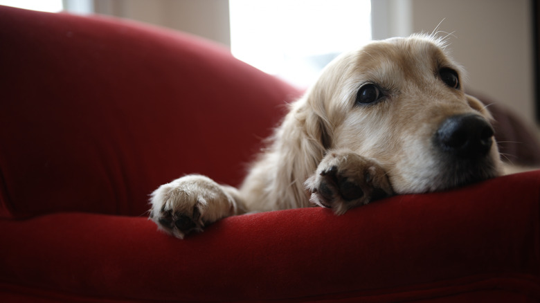 Dog on red couch