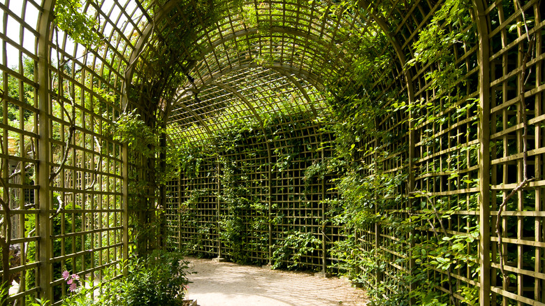 Trellis covered walkway