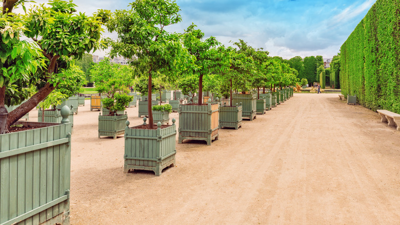 Potted trees at Versailles 