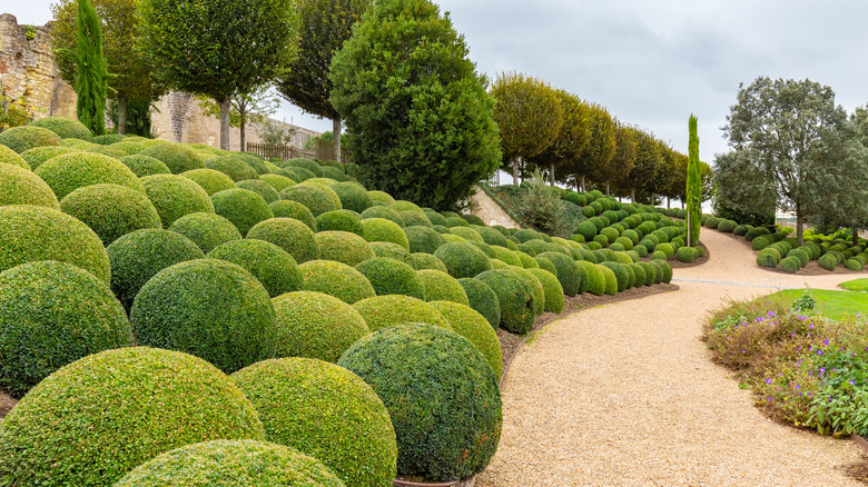 Round shaved topiaries