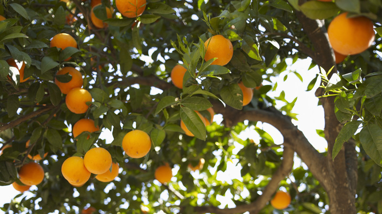 Orange fruit tree