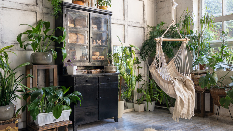 black cabinet with plants