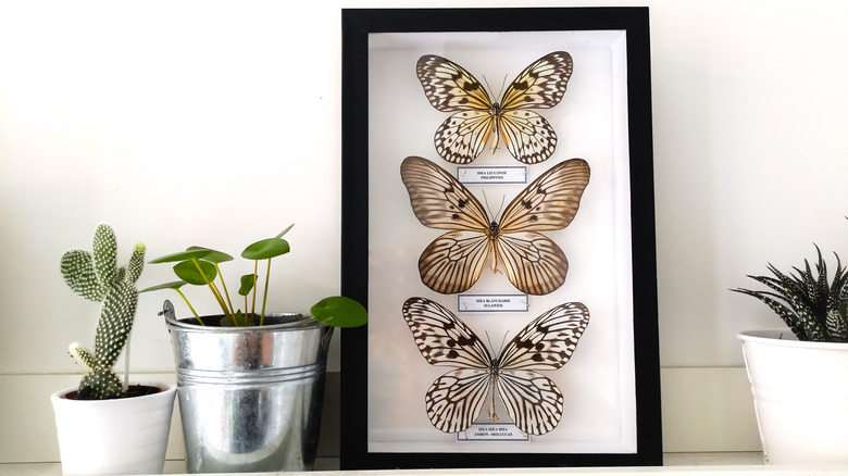 butterfly taxidermy and plants