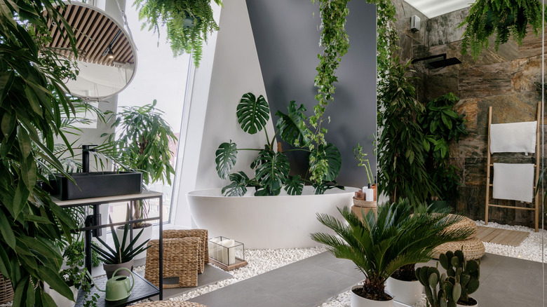 plants hanging in bathroom