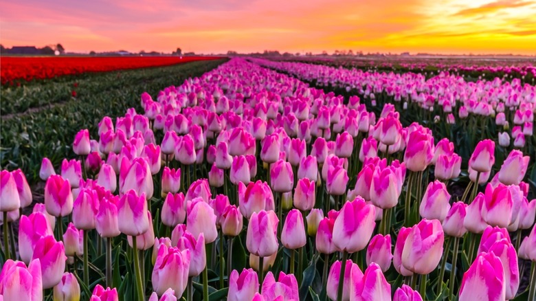 pink tulips