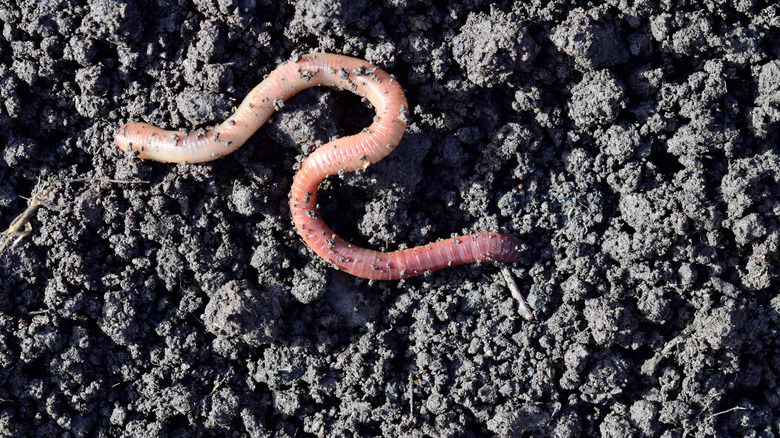 a worm on the soil