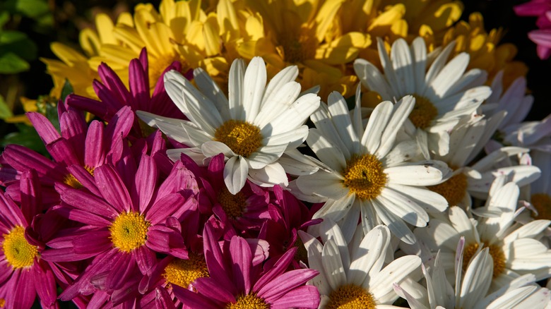 colorful flowers