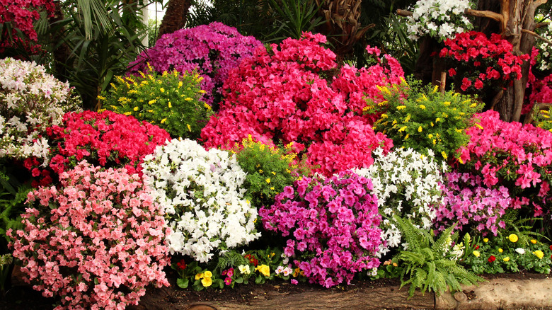 flowers in garden