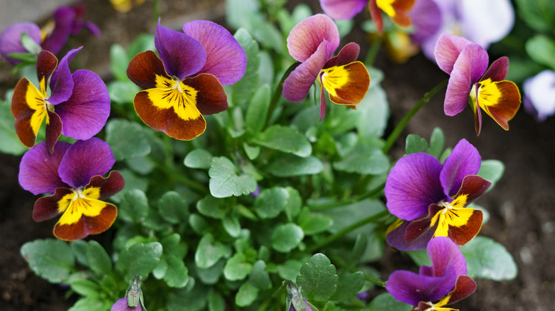 violas 