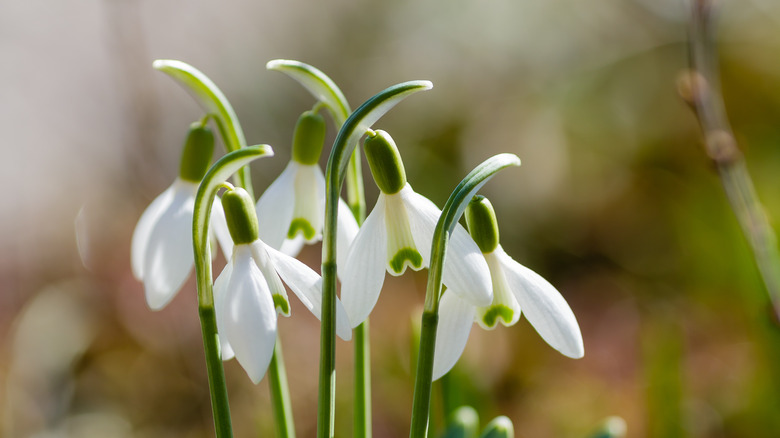 flowers blooming