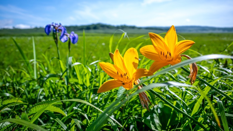 flowers in landscape