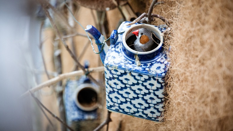 bird in teapot birdhouse