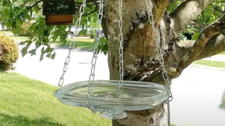 glass lid hanging from tree