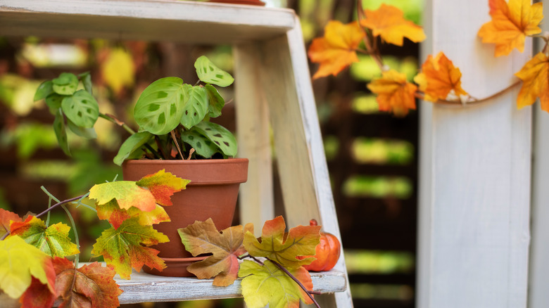 plant on stepladder