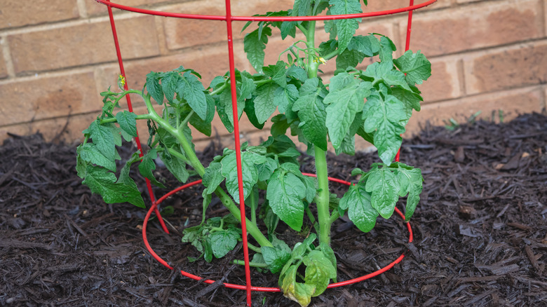 tomato cage with tomato plant