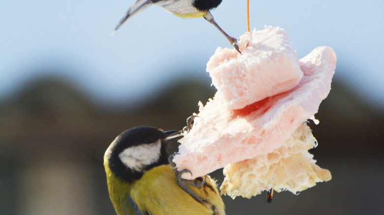 bird feeder using lard