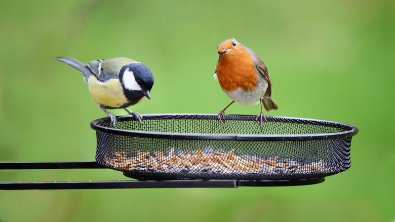 wire mesh bowl bird feeder